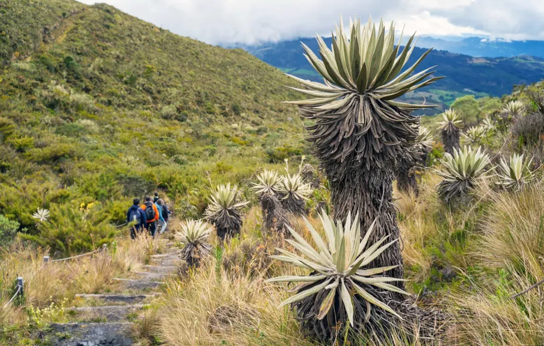 Colombia, ante el reto de restaurar el 30% de sus ecosistemas degradados