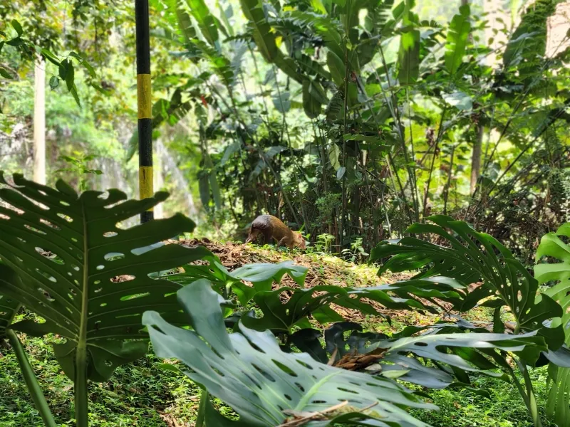 Guatinsito Javeriana Cali